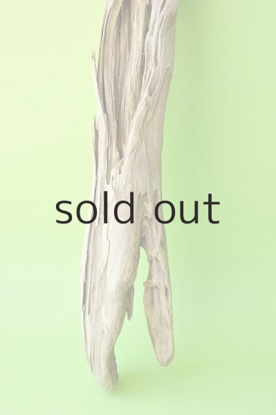 画像2: 幹流木 (2)