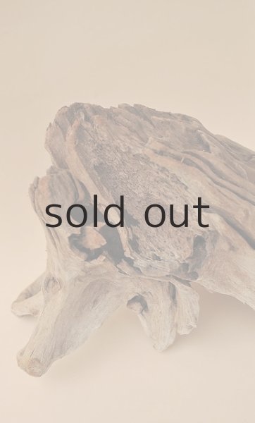 画像5: 流木根 (5)