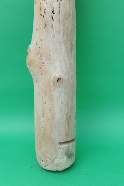画像1: 幹流木