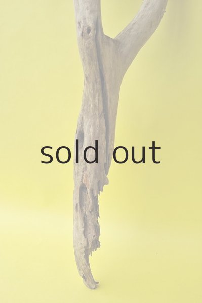 画像2: 幹流木 (2)