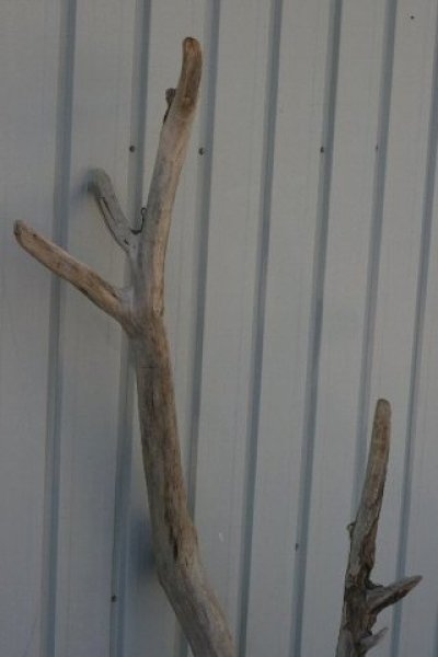 画像2: 大型　枝