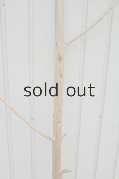 画像3: 大型 幹 (3)