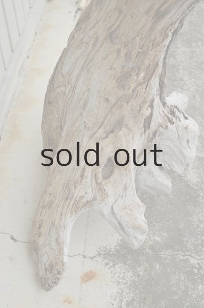 画像4: 大型 根 (4)