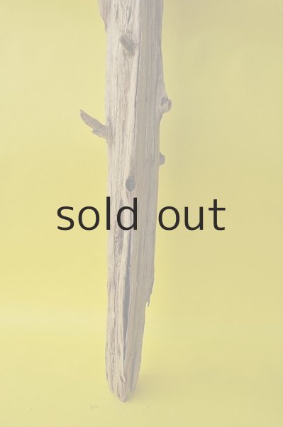 画像2: 幹流木 (2)