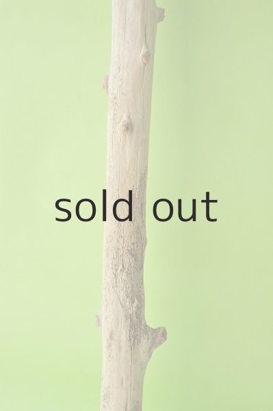 画像3: 幹流木 (3)