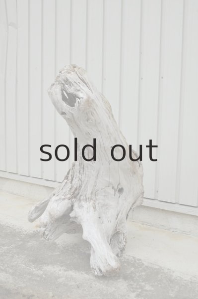 画像2: 大型 根 (2)