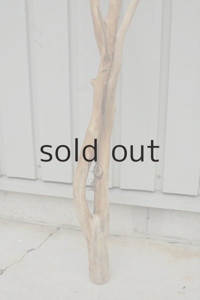 画像2: 大型 幹 (2)