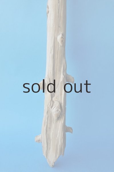 画像3: 幹流木 (3)