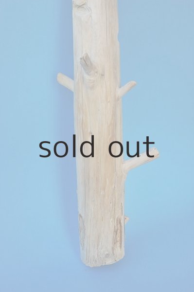 画像2: 幹流木 (2)