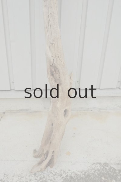 画像2: 大型 変形幹 (2)