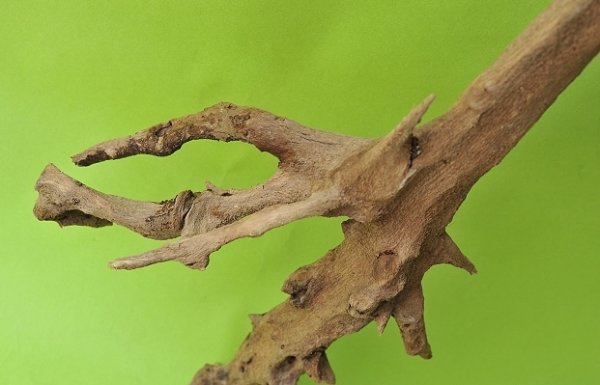 画像3: 枝流木 (3)