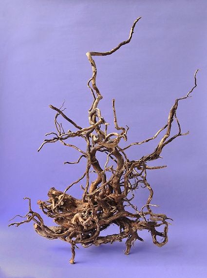 大型流木・根1点、デコレーションズトロ箱（アウトレット）3点UPしました。