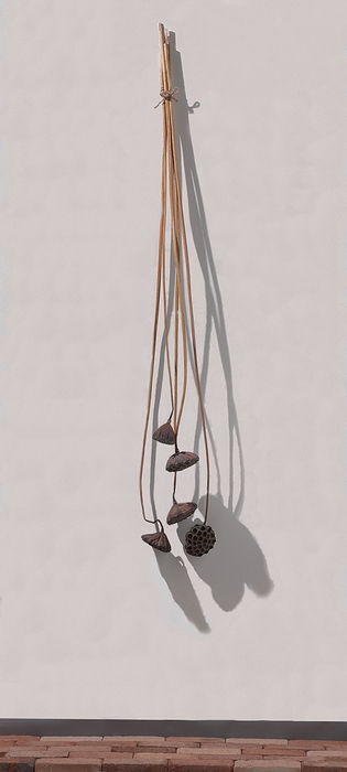 Dry plants for decor 壁面装飾用乾燥花托（蓮）の販売を開始しました。