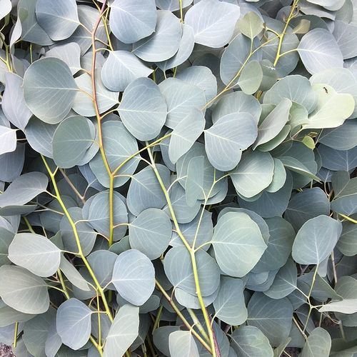 Dry plants for decor ユーカリ2種シンプルスワッグ3点UPしました。ユーカリシンプルスワッグの一部をアウトレット価格にしました。