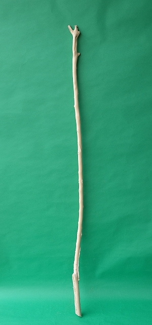 枝流木8点、幹流木2点UPしました。Dry plants for decor ユーカリ生切り枝（テトラゴナシルバー）の販売を開始しました。