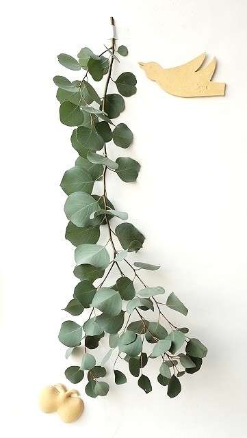 Dry plants for decor ユーカリ生切り枝（ポポラス）タイプ1000mm＜新芽＞販売を再開します。