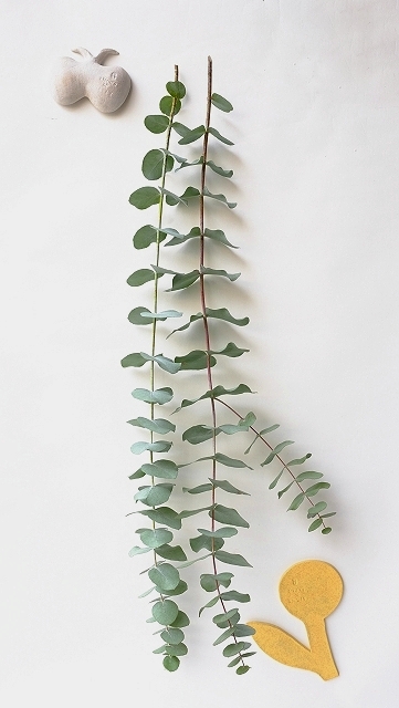 Dry plants for decor ユーカリ生切り枝（銀丸葉）タイプ700mm＜新芽＞の在庫を補充しております。