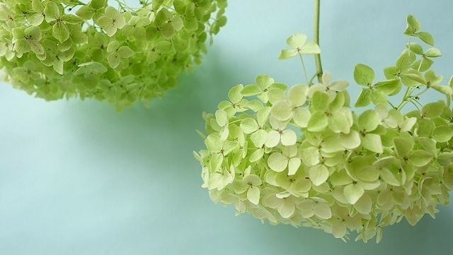 Dry plants for decor デコール用乾燥紫陽花セット（アナベル・中）2019年度開花分を出店いたしました。