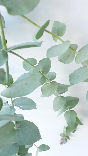  Dry plants for decor ユーカリ生切り枝（ブルーガム）の在庫を補充しました。