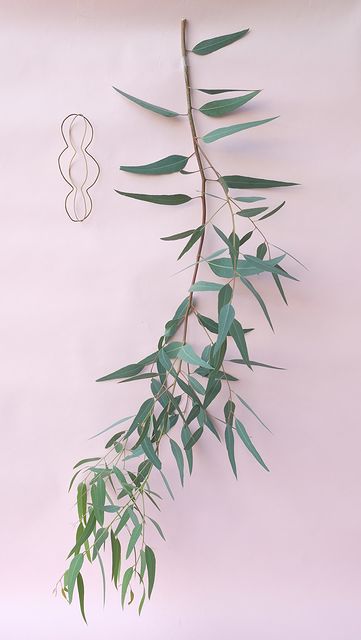 Dry plants for decor ユーカリ生切り枝（カマルドレンシス）が新入荷しました。