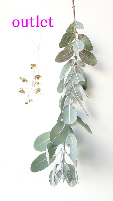  Dry plants for decor ユーカリ生切り枝（テトラゴナシルバー）タイプ500〜700mm をアウトレット価格にいたしました。