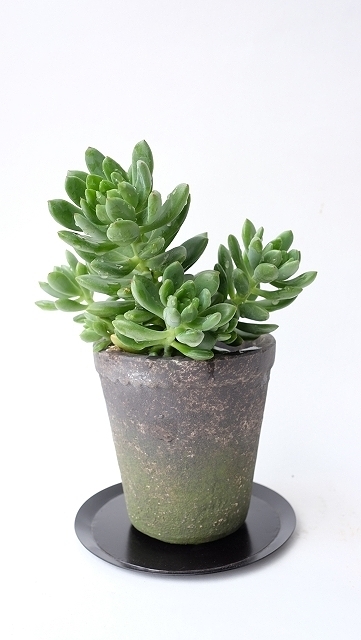 多肉植物（春萌・セダム属） - 流木素材市場 阿波遊木