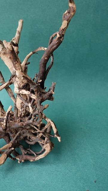 ミニ流木根 - 流木素材市場 阿波遊木