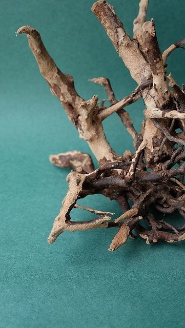 ミニ流木根 - 流木素材市場 阿波遊木