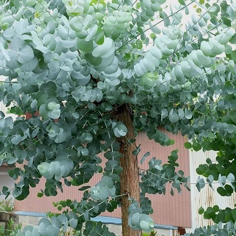 Dry Plants For Decor ユーカリ生切り枝 銀丸葉 タイプ700mm 流木素材市場 阿波遊木