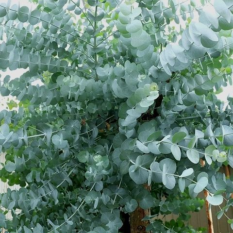 Dry Plants For Decor ユーカリ生切り枝 銀丸葉 タイプ700mm 流木素材市場 阿波遊木